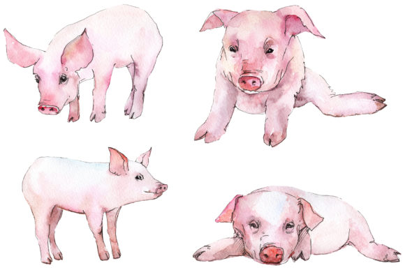 Animal Pig Watercolor: Charming Art for Every Project