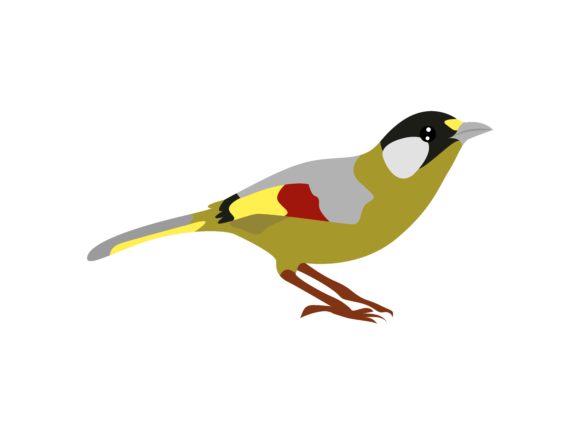 Designing with the Aegithina Spp Bird Animal: A Creative Guide