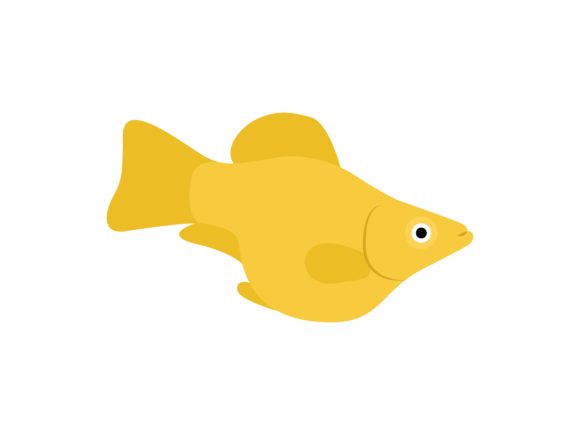 Golden Allure: Applying the Molly Fish Golden Animal Illustration